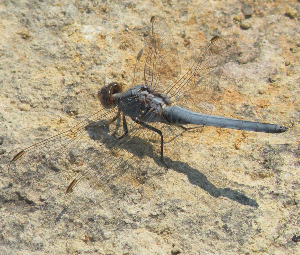 Orthetrum taeniolatum dall''antica Pergamo !!!